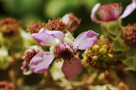 Image result for Rubus sectio