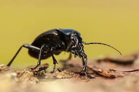 Attēlu rezultāti vaicājumam “Carabus glabratus”