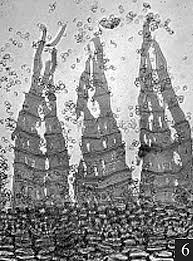 Attēlu rezultāti vaicājumam “Helodium blandowii sporophyte”