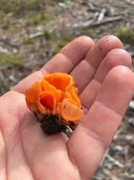 Attēlu rezultāti vaicājumam “Vibrissea decolorans”