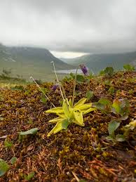 Attēlu rezultāti vaicājumam “Pinguicula alpina”