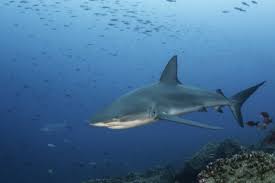 Image result for Carcharhinus galapagensis