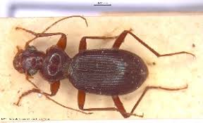 Attēlu rezultāti vaicājumam “Leistus ferrugineus”