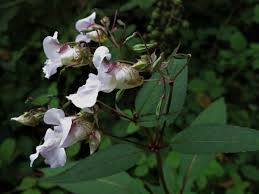 Attēlu rezultāti vaicājumam “Impatiens glandulifera flower”
