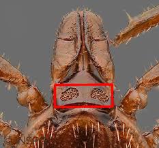 Attēlu rezultāti vaicājumam “Ixodes male”