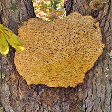 Attēlu rezultāti vaicājumam “Climacodon septentrionalis”