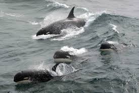 Image result for Orcinus orca