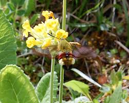 Attēlu rezultāti vaicājumam “Hemaris fuciformis”