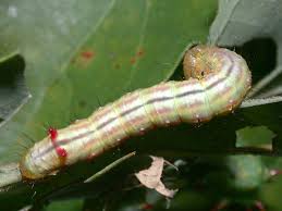 Attēlu rezultāti vaicājumam “Ptilodon capucina imago”