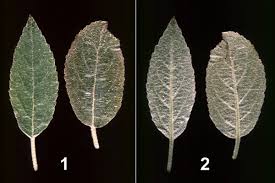 Attēlu rezultāti vaicājumam “Panonychus”