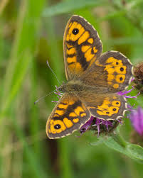Attēlu rezultāti vaicājumam “Lasiommata megera male”