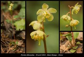 Attēlu rezultāti vaicājumam “Pyrola chlorantha”