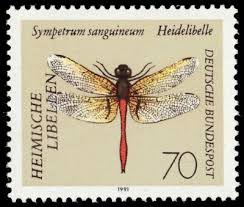 Attēlu rezultāti vaicājumam “Sympetrum sanguineum”