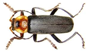 Attēlu rezultāti vaicājumam “Cantharis fusca larva”