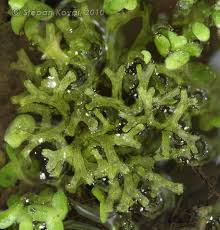 Attēlu rezultāti vaicājumam “Riccia rhenana”