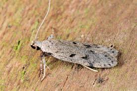 Attēlu rezultāti vaicājumam “Gelechia rhombella”