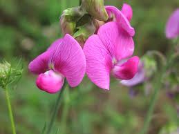 Attēlu rezultāti vaicājumam “Lathyrus latifolius flower”