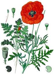 Attēlu rezultāti vaicājumam “Papaver”