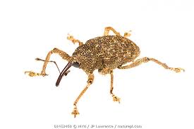 Attēlu rezultāti vaicājumam “Curculionidae”