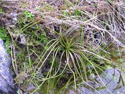 Attēlu rezultāti vaicājumam “Isoetes echinospora leaf”