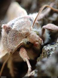 Attēlu rezultāti vaicājumam “Ophiotheca chrysosperma macro”