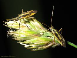 Attēlu rezultāti vaicājumam “Stenotus binotatus male”