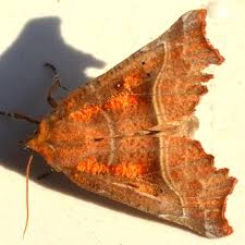 Attēlu rezultāti vaicājumam “Scoliopteryx libatrix”