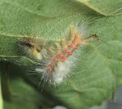 Attēlu rezultāti vaicājumam “Orgyia antiqua imago”