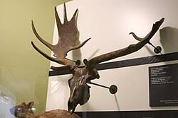 Attēlu rezultāti vaicājumam “Dama dama”