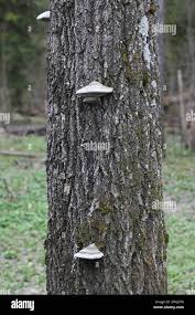 Attēlu rezultāti vaicājumam “Phellinus populicola”