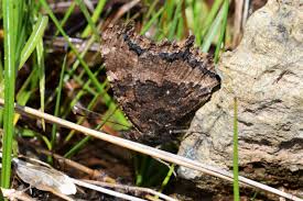 Attēlu rezultāti vaicājumam “Nymphalis xanthomelas upperside”