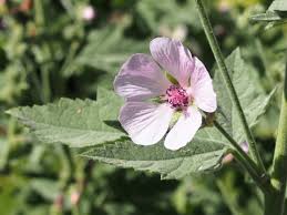 Attēlu rezultāti vaicājumam “Malva moschata leaf”
