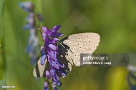 Attēlu rezultāti vaicājumam “Maculinea teleius underside”