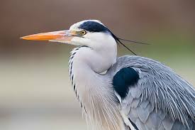 Attēlu rezultāti vaicājumam “Ardea cinerea adult”