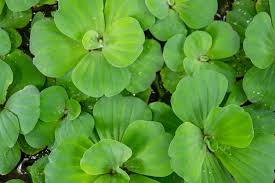 Attēlu rezultāti vaicājumam “Pistia stratiotes leaf”