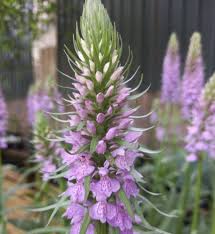Attēlu rezultāti vaicājumam “Dactylorhiza maculata leaf”