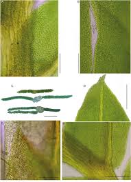 Attēlu rezultāti vaicājumam “Fissidens taxifolius sporophyte”