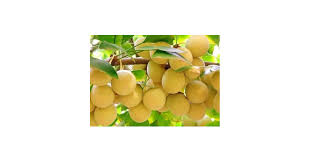 Attēlu rezultāti vaicājumam “Ginkgo biloba fruit”