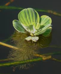 Attēlu rezultāti vaicājumam “Pistia stratiotes”