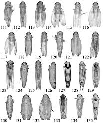 Attēlu rezultāti vaicājumam “Planaphrodes sp.”