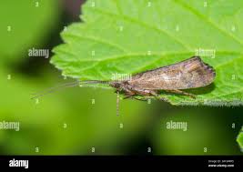 Attēlu rezultāti vaicājumam “Glyphotaelius pellucidus”