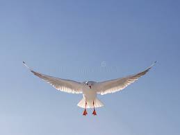 Attēlu rezultāti vaicājumam “Larus ridibundus juvenile”