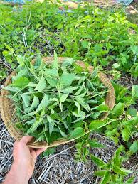Attēlu rezultāti vaicājumam “Urtica dioica leaf”