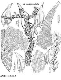 Attēlu rezultāti vaicājumam “Antitrichia curtipendula”