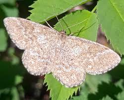 Attēlu rezultāti vaicājumam “Scopula immorata”