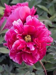 Image result for Pfingstrose