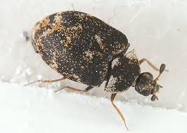 Attēlu rezultāti vaicājumam “Anthrenus sp.”