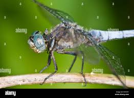 Attēlu rezultāti vaicājumam “Orthetrum cancellatum male”