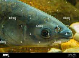 Image result for Mylopharyngodon piceus