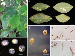 Attēlu rezultāti vaicājumam “Exobasidiales”